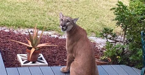 Endangered Florida panther chills out on home’s front porch | PHL17.com