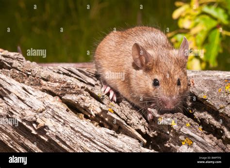 Mus musculus domesticus hi-res stock photography and images - Alamy