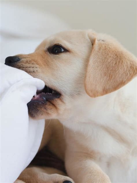 Labrador Puppy Training Schedule: Month-by-Month Training - World of Dogz