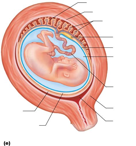 fetus Diagram | Quizlet