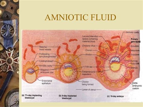 Levels Of Amniotic Fluid Chart