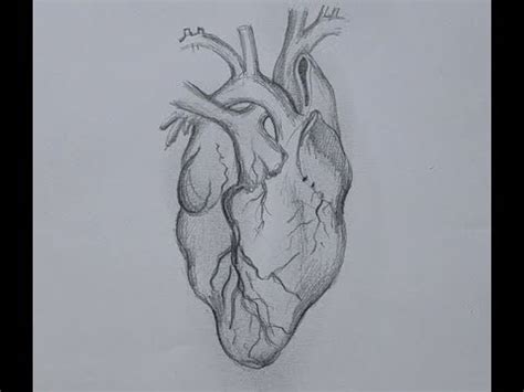 How to draw A Human Heart with pencil sketch Step by Step - YouTube