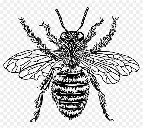 Western Honey Bee Insect Drawing Line Art - Honey Bee Drawing Png ...