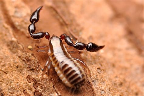 Pseudoscorpion - a photo on Flickriver