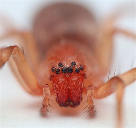 Sac Spider | Tom Musson | Flickr