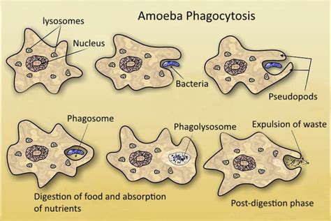 1_amoeba-phagocytosis-stages | fissi