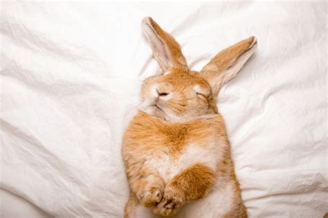 12,354 imágenes, fotos de stock, objetos en 3D y vectores sobre Bunny rabbits sleeping ...