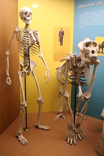 Human (Homo sapiens) & Gorilla (Gorilla gorilla) | Cliff | Flickr