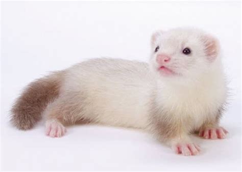 Should You Breed Your Ferret? Looking at the Big Picture ~ We love pets