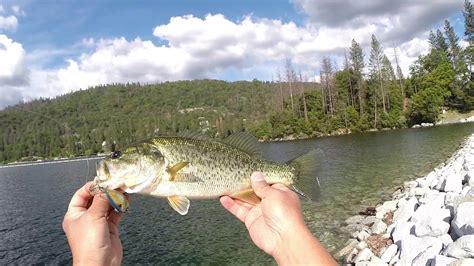 Bass Lake Fishing - YouTube