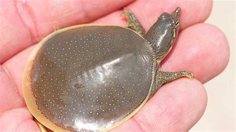 How To Catch Softshell Turtles? Tips from a Turtle Enthusiast | Turtle Worldinfo