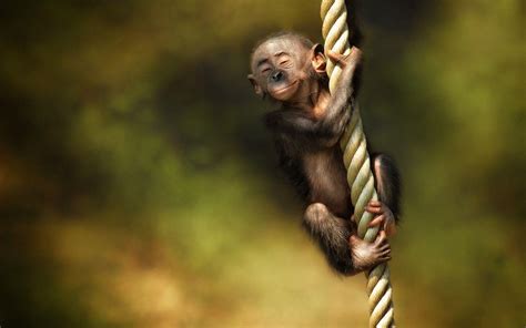 Baby Monkey Wallpapers - Wallpaper Cave