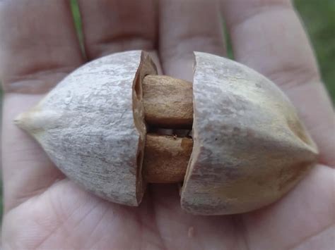 Pili Nuts: Benefits, Uses, and Nutrition of This Superfood