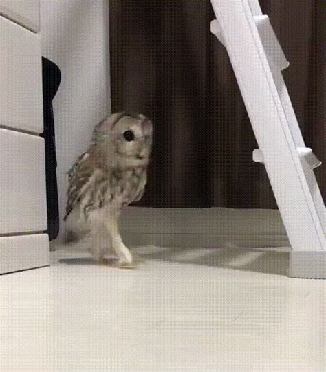 25 Animals Who Are The Sneakiest Little Sneaky-Sneaks You've Ever Seen | Funny owls, Funny ...