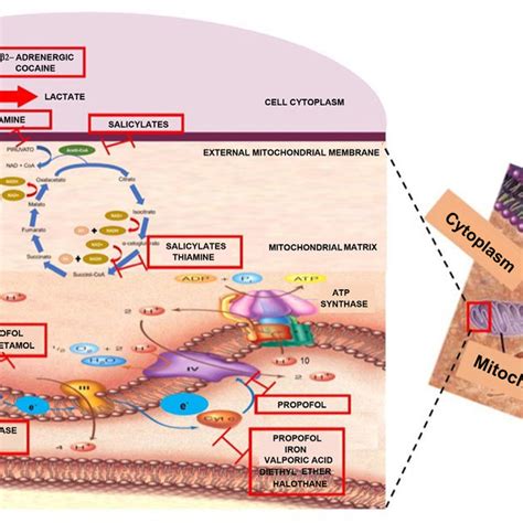 Pathophysiology of metformin-related lactic acidosis. Source: Authors ...