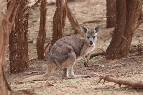 Common Wallaroo (Macropus robustus) · iNaturalist