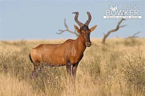 Red Hartebeest Hunting - All You Need to Know About Hartebeest Hunts