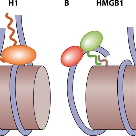 Assembly of the nucleosome core particle. (A) Association of the... | Download Scientific Diagram