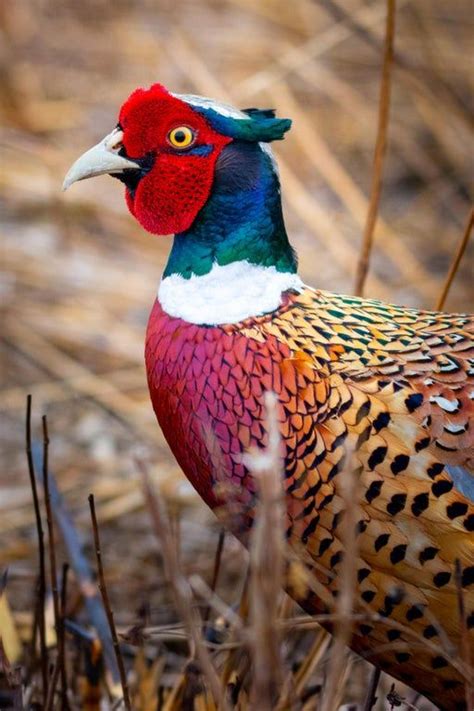 Ringnecked Pheasents are easily one of the most striking birds in North ...