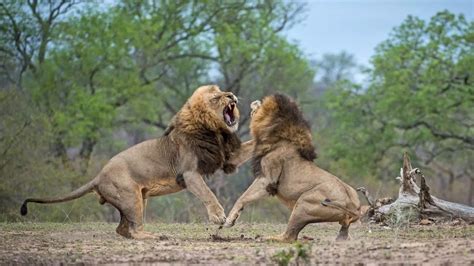 Roar of the wild! Two brother lions fight to find out who's the boss in stunning images - World ...