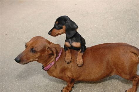 79+ Miniature Dachshund Weight Chart Kg - l2sanpiero