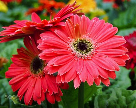 Red Daisy Flower | Daisy flower, Daisy, Red daisy