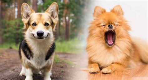 Corgi Pomeranian Mix - Een complete gids voor dit pluizige ras! | Reef Recovery