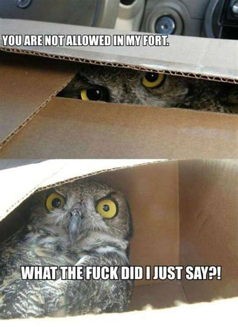 29 Funny Owl Memes That Are So Funny They're Actually a Hoot