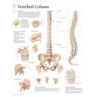 3B Scientific Spinal Nerves Chart