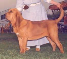 Bloodhound Colours :: Boru Bloodhounds