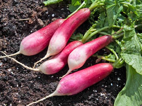 4 Common Problems with Growing Radishes