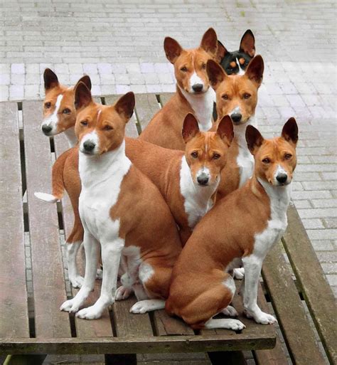 Basenji - a hunting dog that was bred from stock originating in central ...