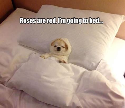 Roses Are Red, I'm Going To Bed... | Good night meme, Go to bed meme, Funny animal memes