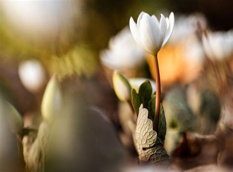 The Early Spring Flowers and Trees You Will Find in the Great Smoky ...