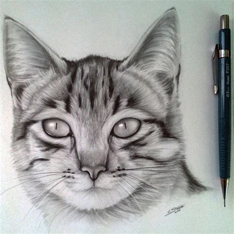 Cat Drawing by LethalChris on DeviantArt | Cats art drawing, Realistic ...