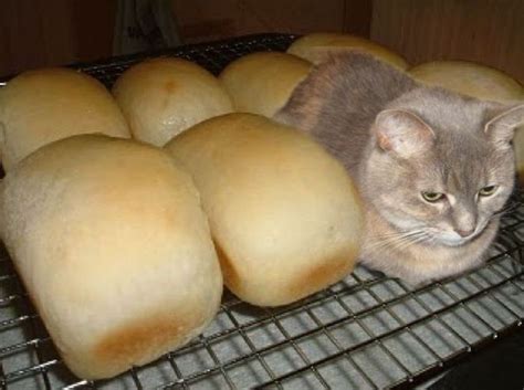 cat with bun : r/pics