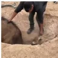 Good News Israel! IDF Soldiers Rescue Trapped Camel, Eurovision Contestants Plant Saplings in ...