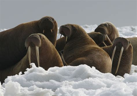 The week in wildlife – in pictures (With images) | Arctic sea, Walrus, Animals