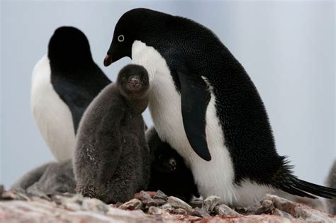 'Devastating' penguin breeding that left TWO chicks alive in colony of 36,000 described as ...