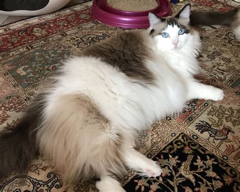 Ragdolls are simply WOW.....!!! Margarita, seal bicolor super large girl | Ragdoll cat colors ...