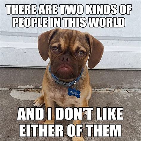 The 10 Best Memes of 'Grumpy Dog'