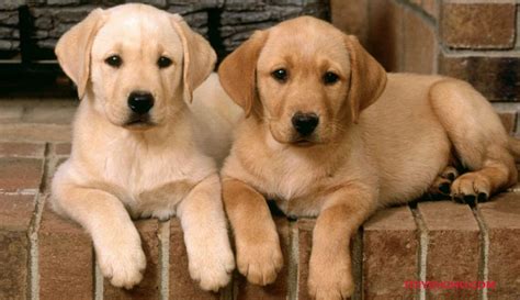 Chó Labrador Retriever - Giống Chó Săn Phổ Biến Nhất Tại Mỹ