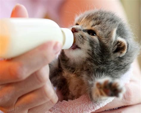 Homemade Kitten Milk Replacer Recipes