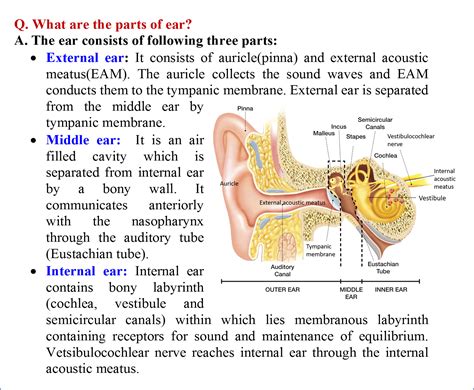 Ear - Anatomy QA