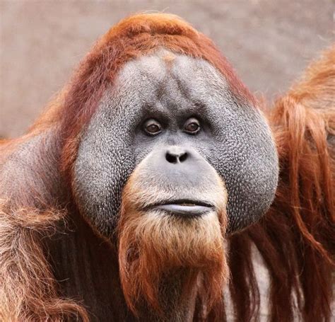 Male Borneo Orangutan Face | Borneo orangutan, Orangutan, Bornean orangutan