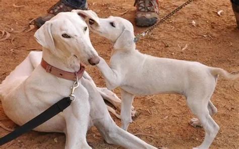 Mudhol Hound (Indian Military Dog) Breed Information, Facts & Characteristics - HubPages