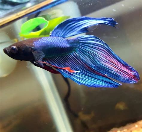 Does my betta have anchor worms or Ick? :'( | AquariaCentral.com