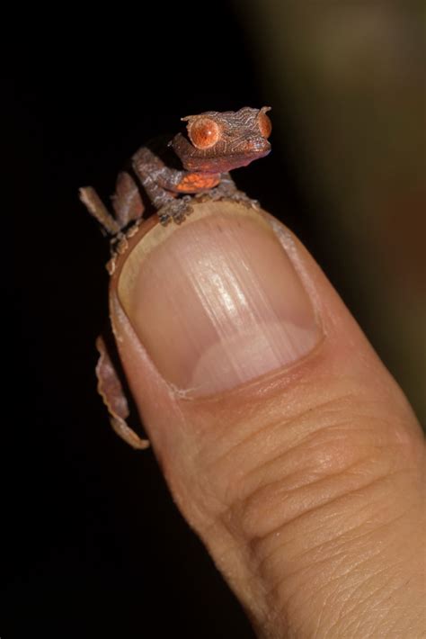 Satanic Leaf Tailed Gecko