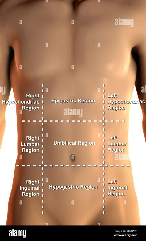 Regions Of Abdomen