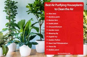13 Best Air Purifying Houseplants to Clean the Air and Beautify Your Home